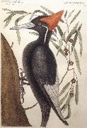 Catesby Mark Largest White Billed Woodpecker oil painting